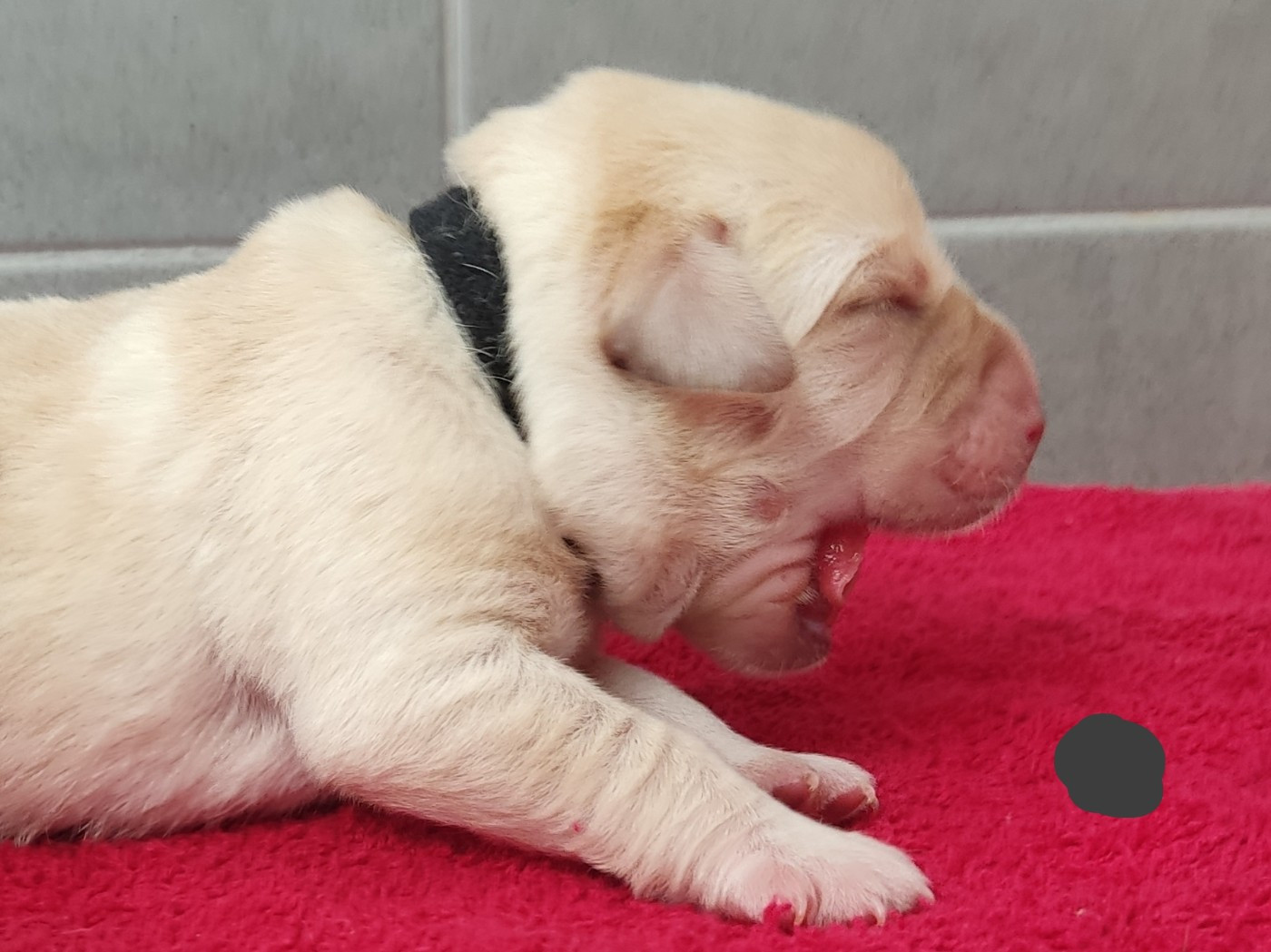 des Terres de la Chatelaine - Chiots disponibles - Labrador Retriever
