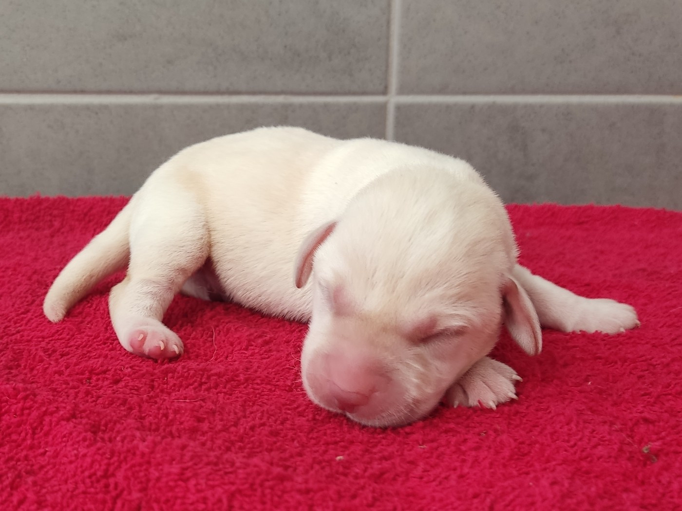 des Terres de la Chatelaine - Chiots disponibles - Labrador Retriever