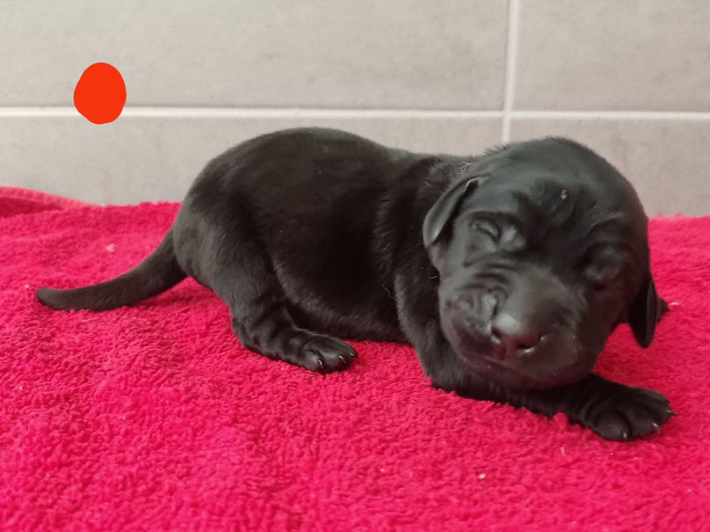 des Terres de la Chatelaine - Chiots disponibles - Labrador Retriever