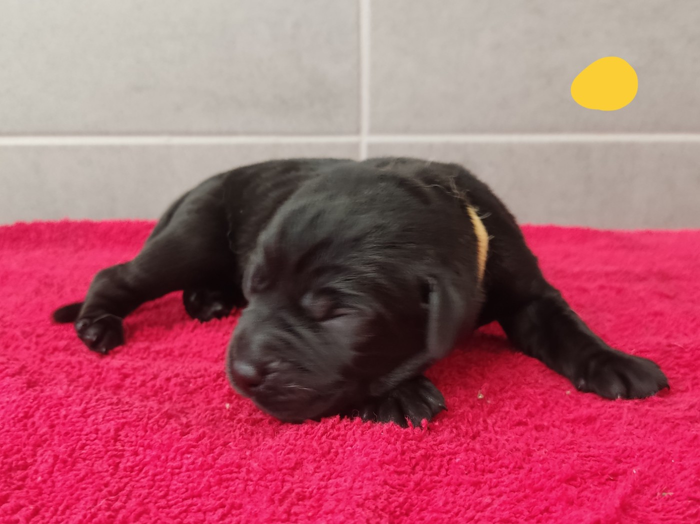 des Terres de la Chatelaine - Chiots disponibles - Labrador Retriever