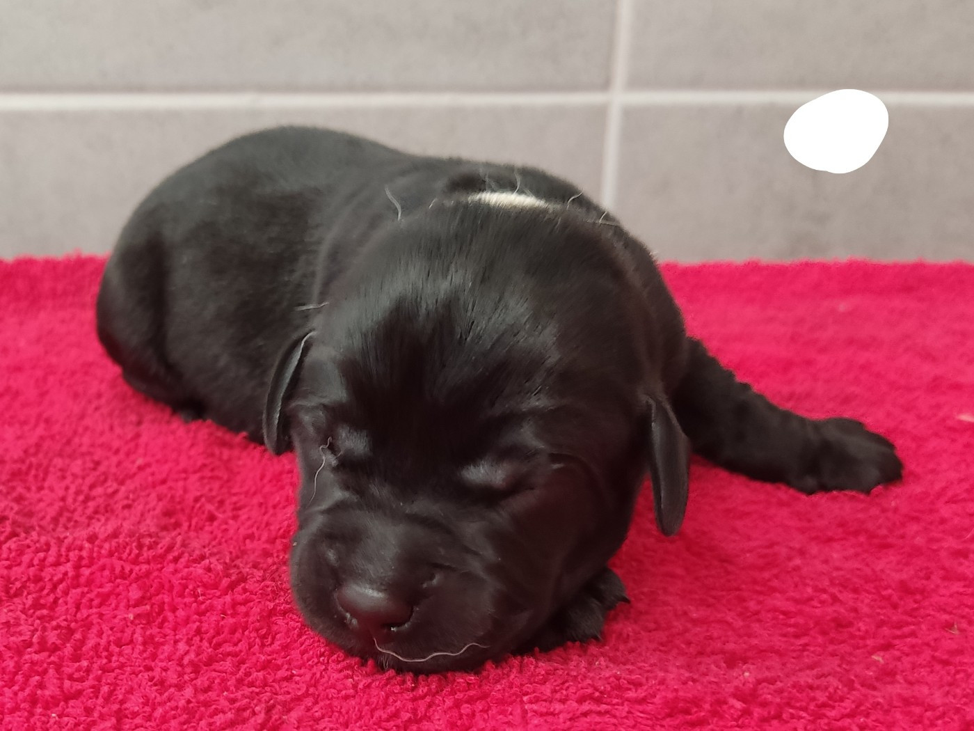 des Terres de la Chatelaine - Chiots disponibles - Labrador Retriever