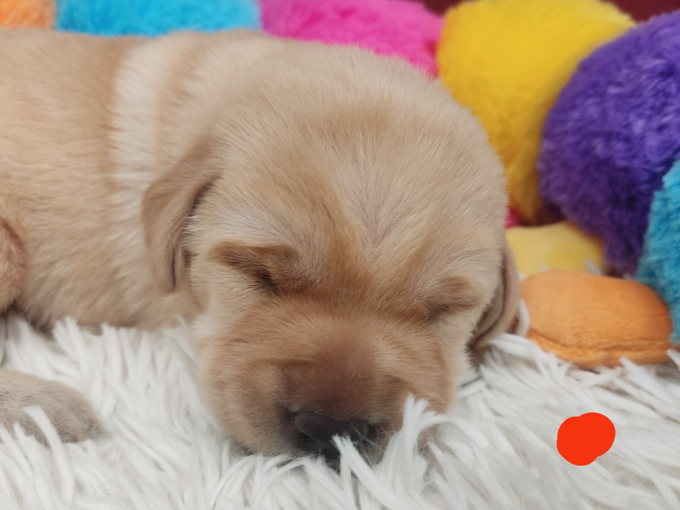 des Terres de la Chatelaine - Chiots disponibles - Labrador Retriever