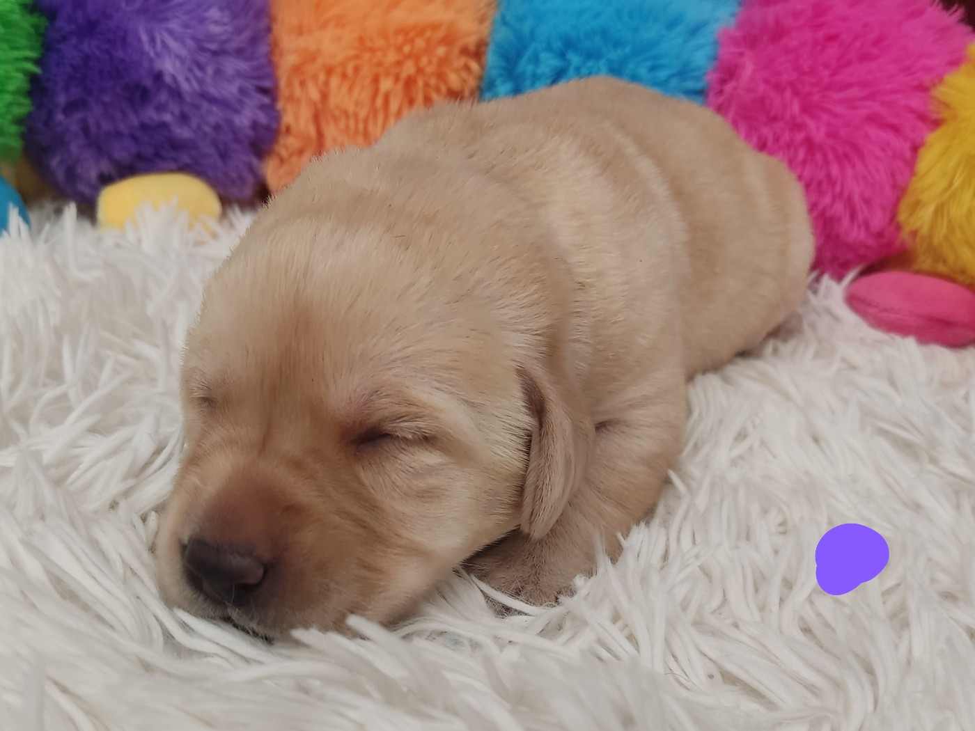 des Terres de la Chatelaine - Chiots disponibles - Labrador Retriever