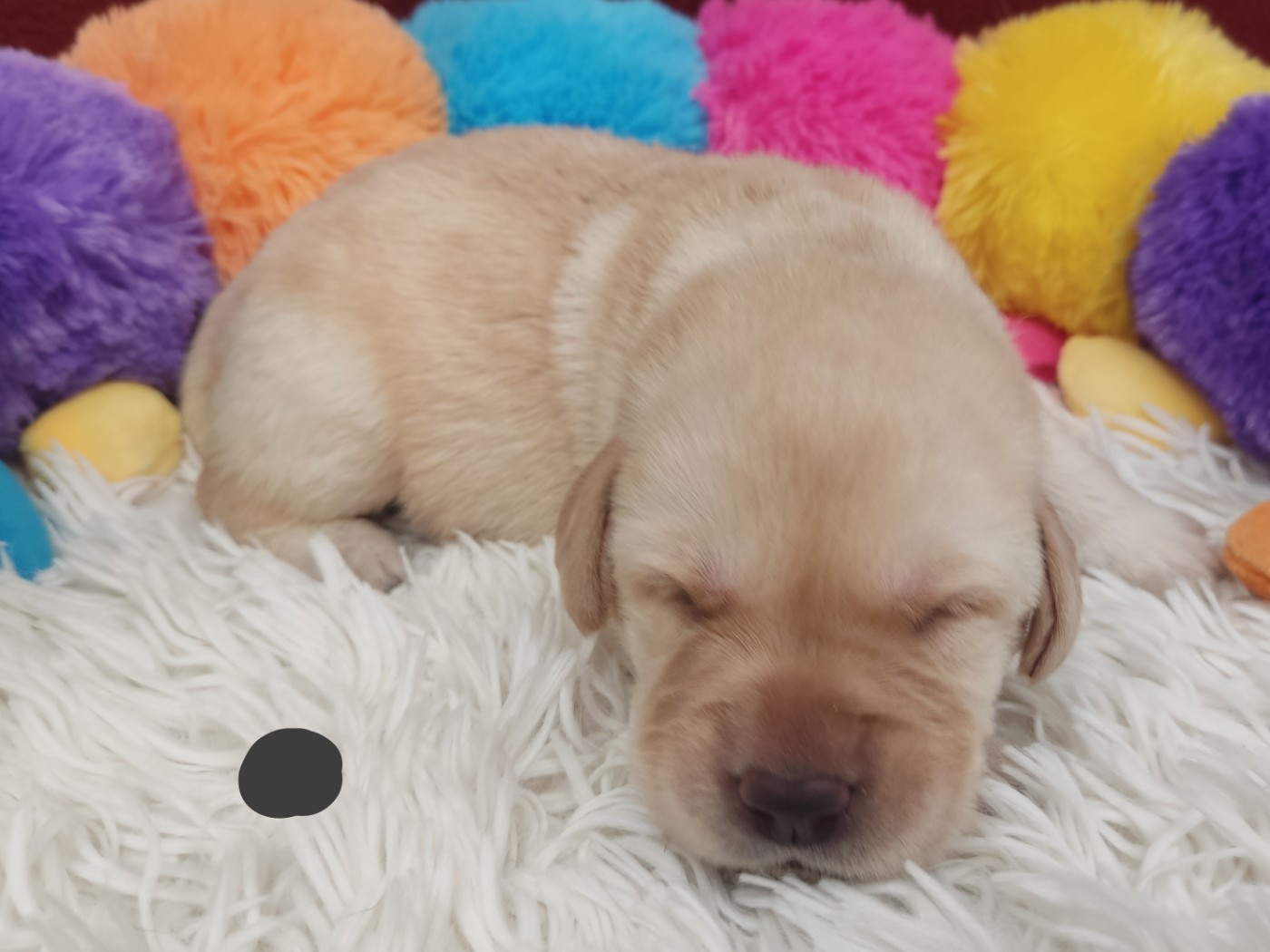des Terres de la Chatelaine - Chiots disponibles - Labrador Retriever