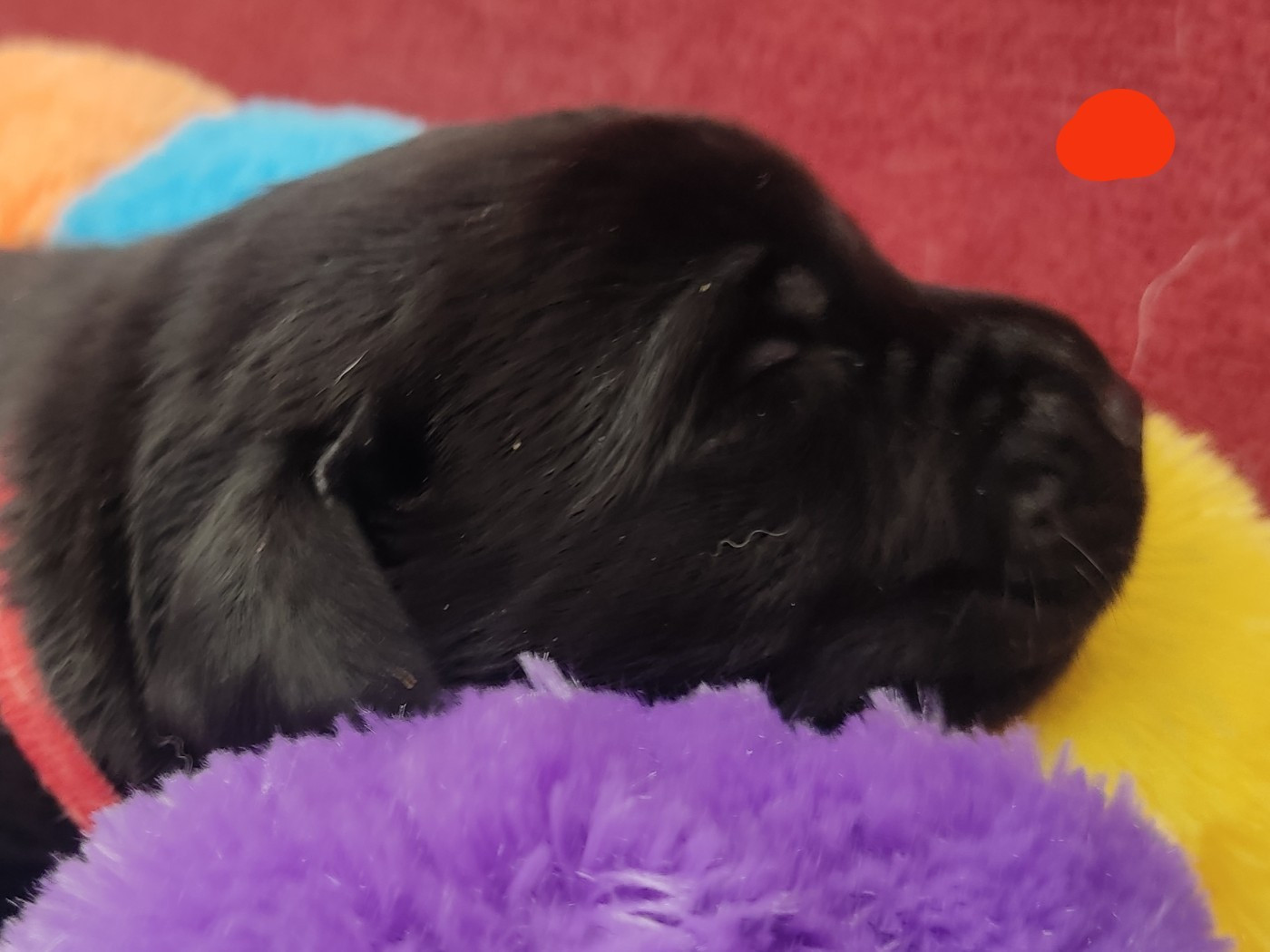 des Terres de la Chatelaine - Chiots disponibles - Labrador Retriever
