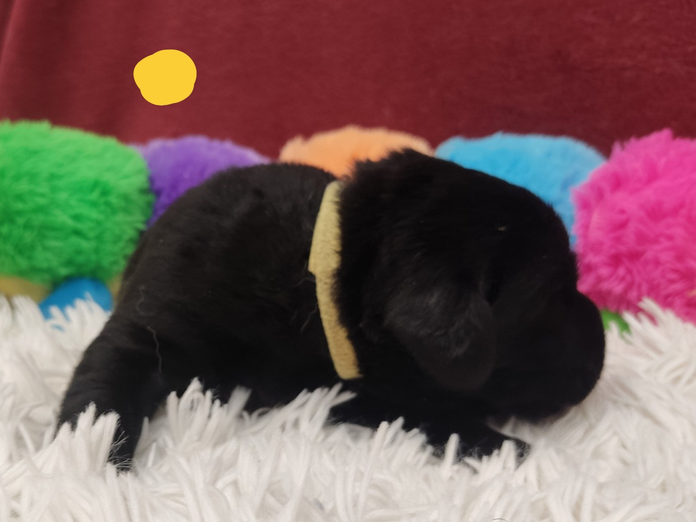 des Terres de la Chatelaine - Chiots disponibles - Labrador Retriever