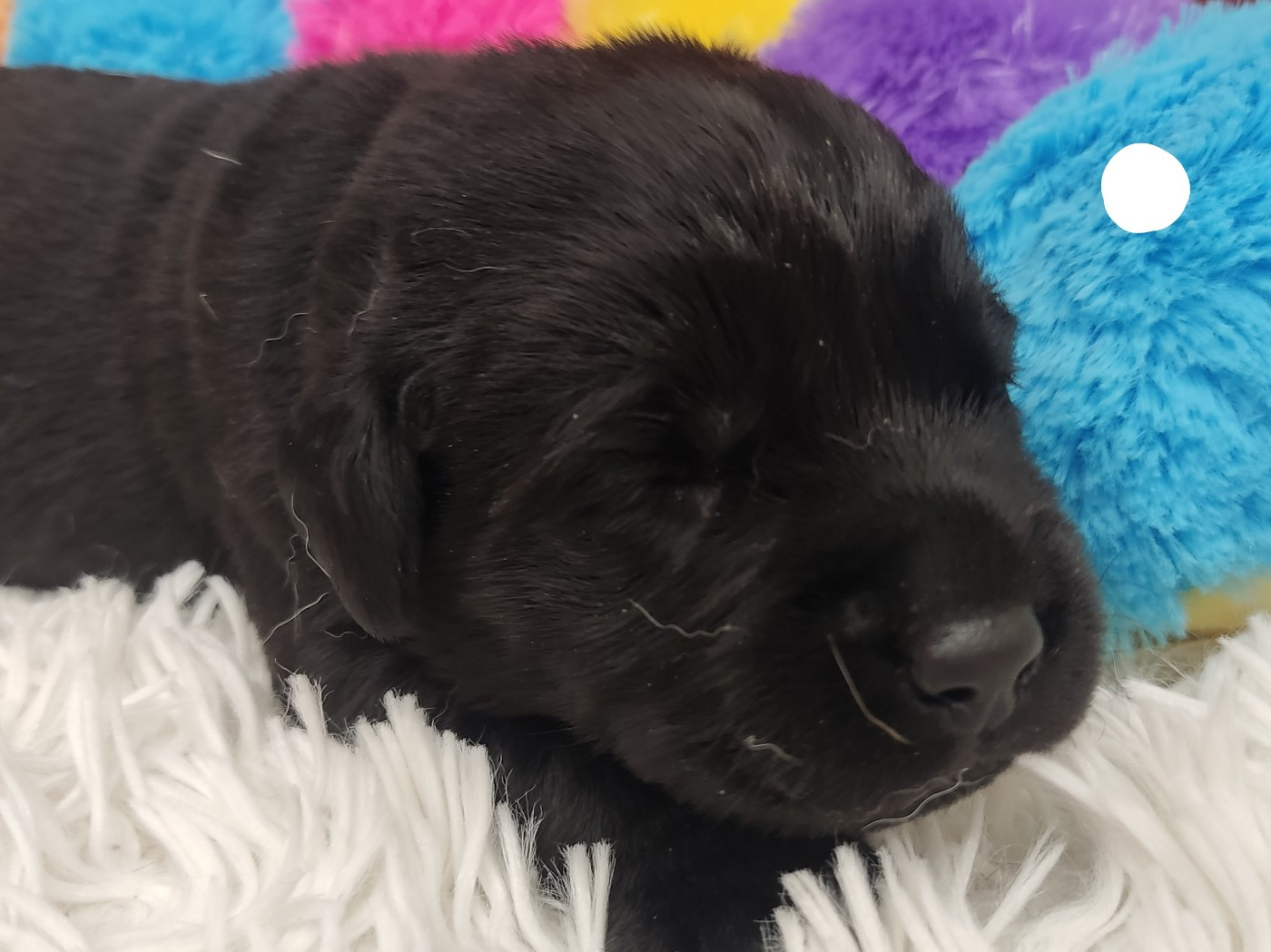 des Terres de la Chatelaine - Chiots disponibles - Labrador Retriever