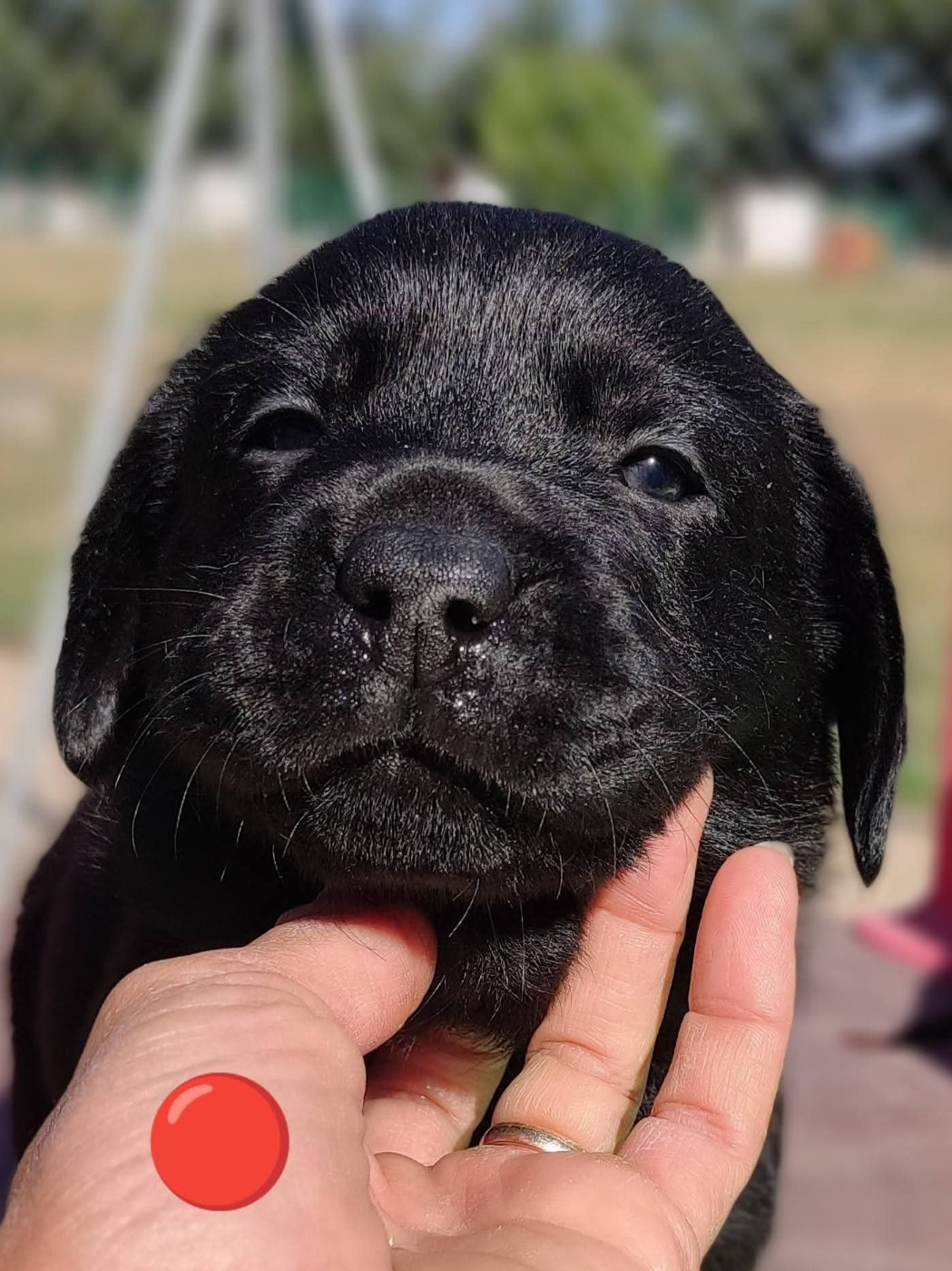des Terres de la Chatelaine - Chiots disponibles - Labrador Retriever