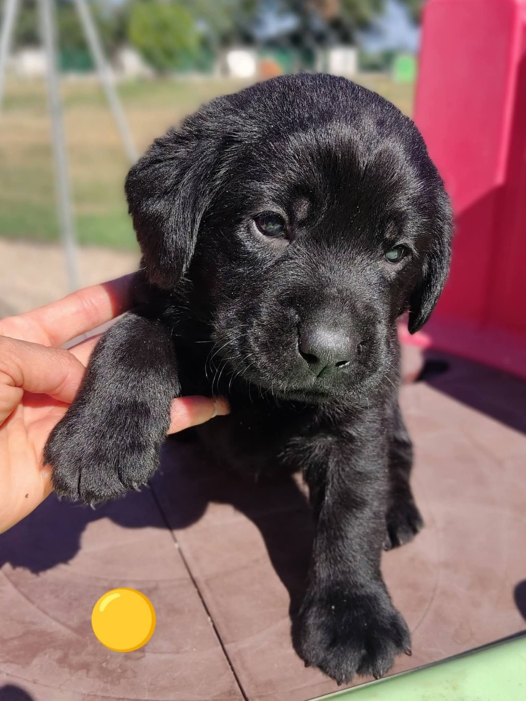 des Terres de la Chatelaine - Chiots disponibles - Labrador Retriever