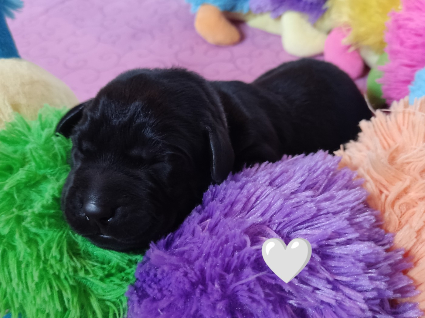 des Terres de la Chatelaine - Chiots disponibles - Labrador Retriever