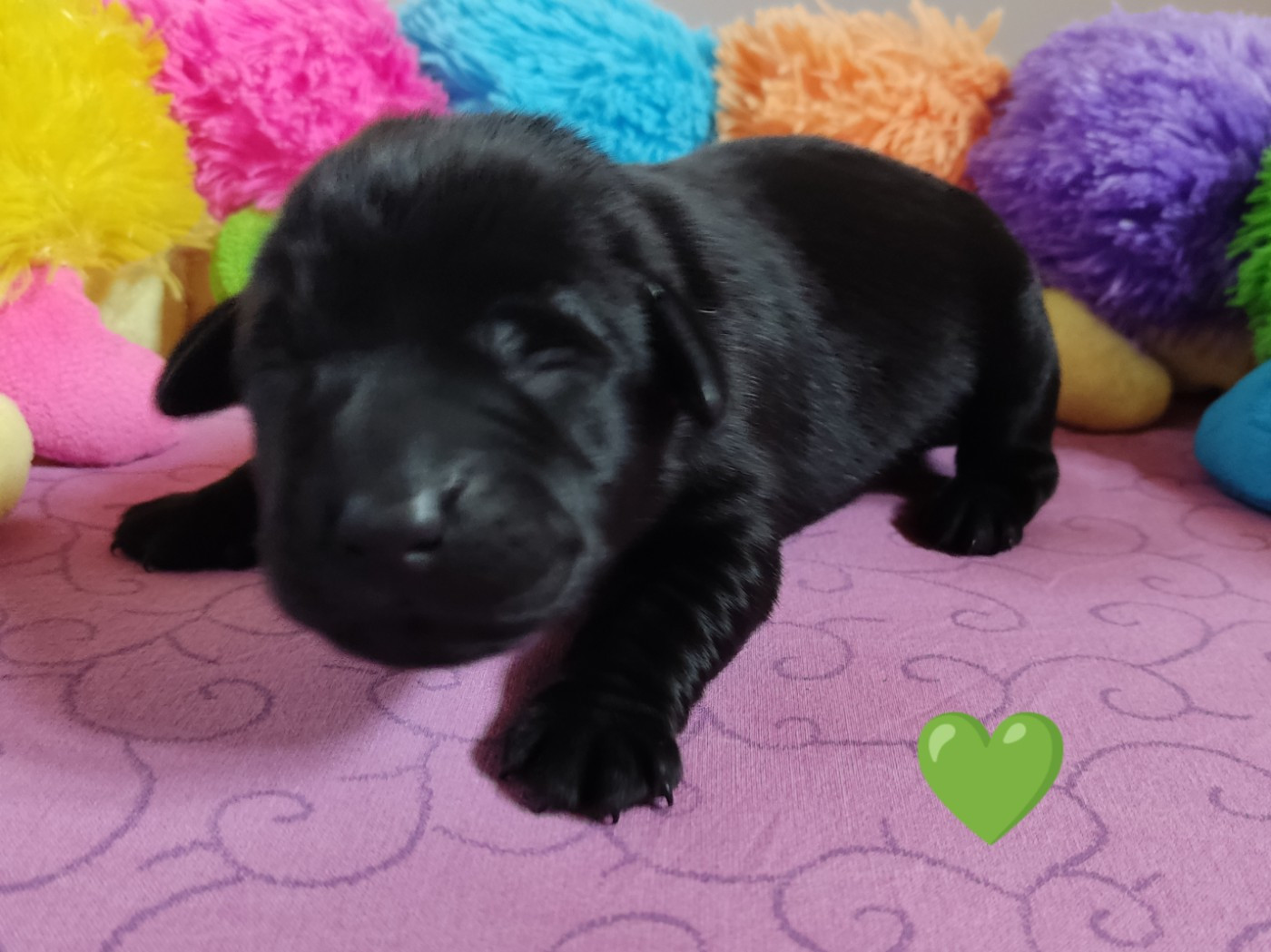 des Terres de la Chatelaine - Chiots disponibles - Labrador Retriever