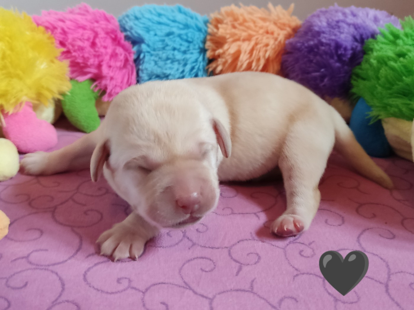 des Terres de la Chatelaine - Chiots disponibles - Labrador Retriever