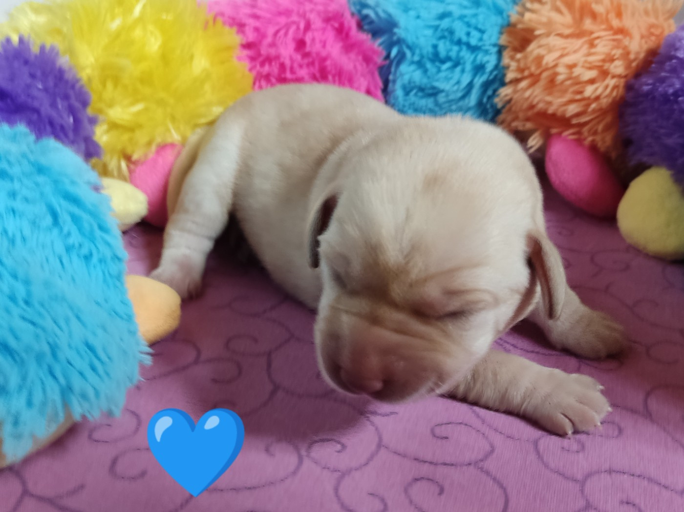 des Terres de la Chatelaine - Chiots disponibles - Labrador Retriever