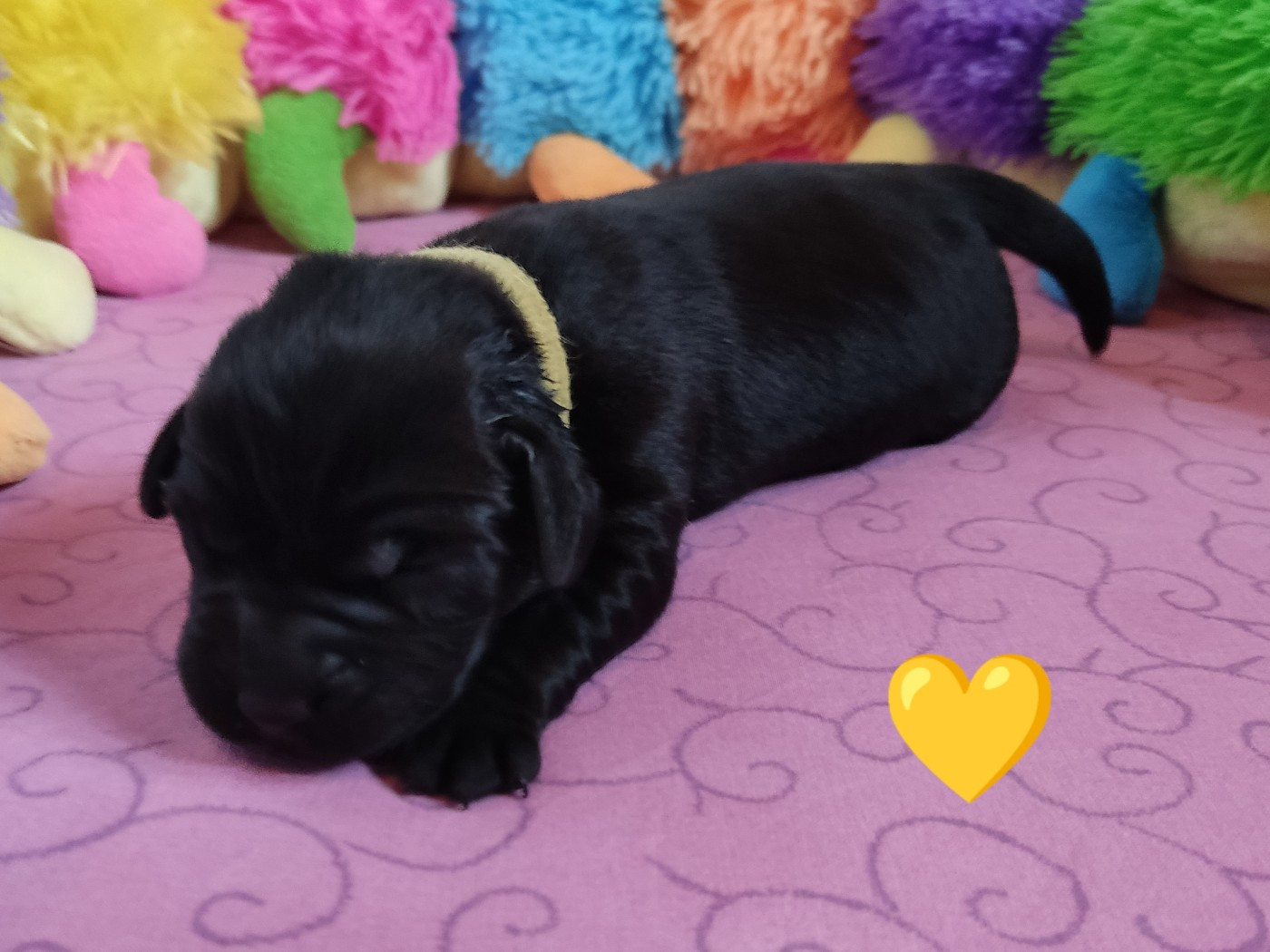 des Terres de la Chatelaine - Chiots disponibles - Labrador Retriever