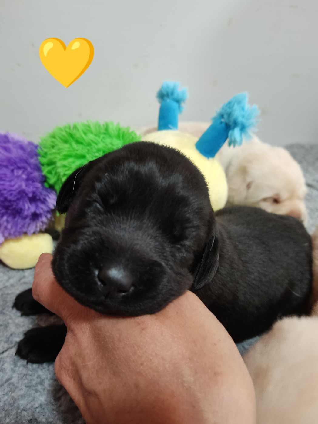 des Terres de la Chatelaine - Chiots disponibles - Labrador Retriever