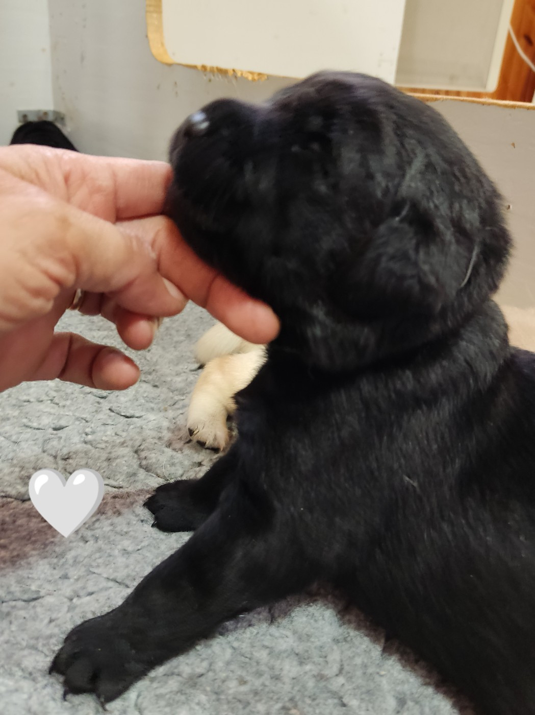 des Terres de la Chatelaine - Chiots disponibles - Labrador Retriever
