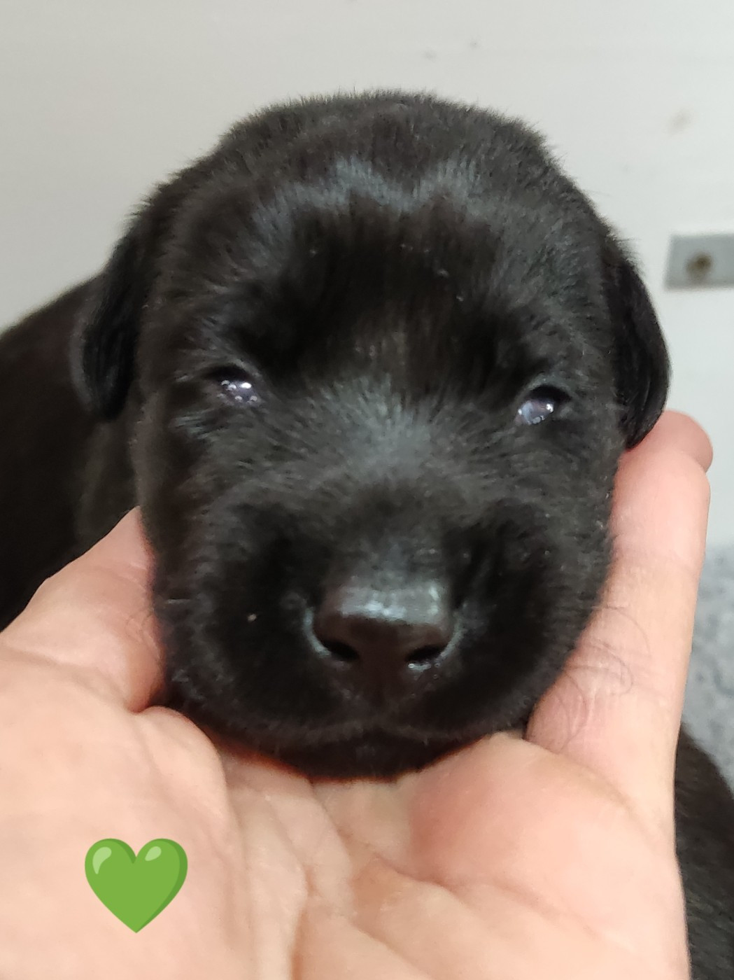 des Terres de la Chatelaine - Chiots disponibles - Labrador Retriever