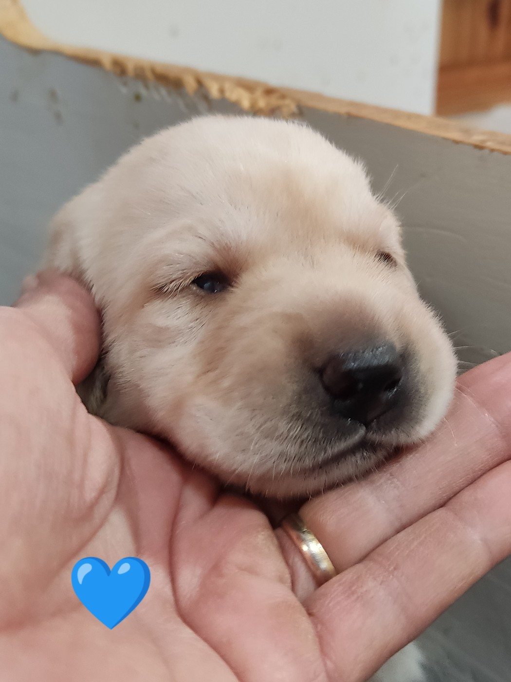 des Terres de la Chatelaine - Chiots disponibles - Labrador Retriever