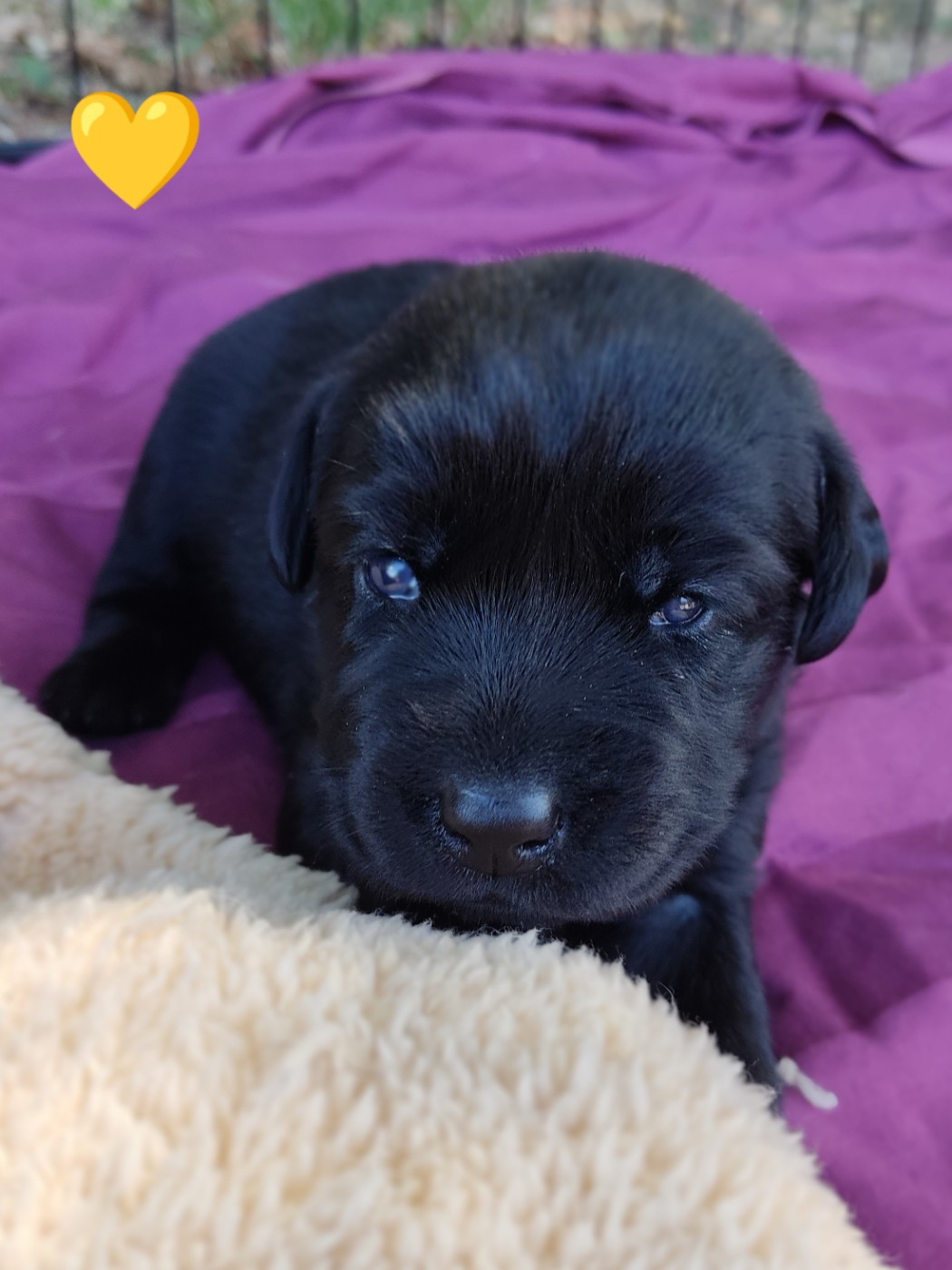des Terres de la Chatelaine - Chiots disponibles - Labrador Retriever