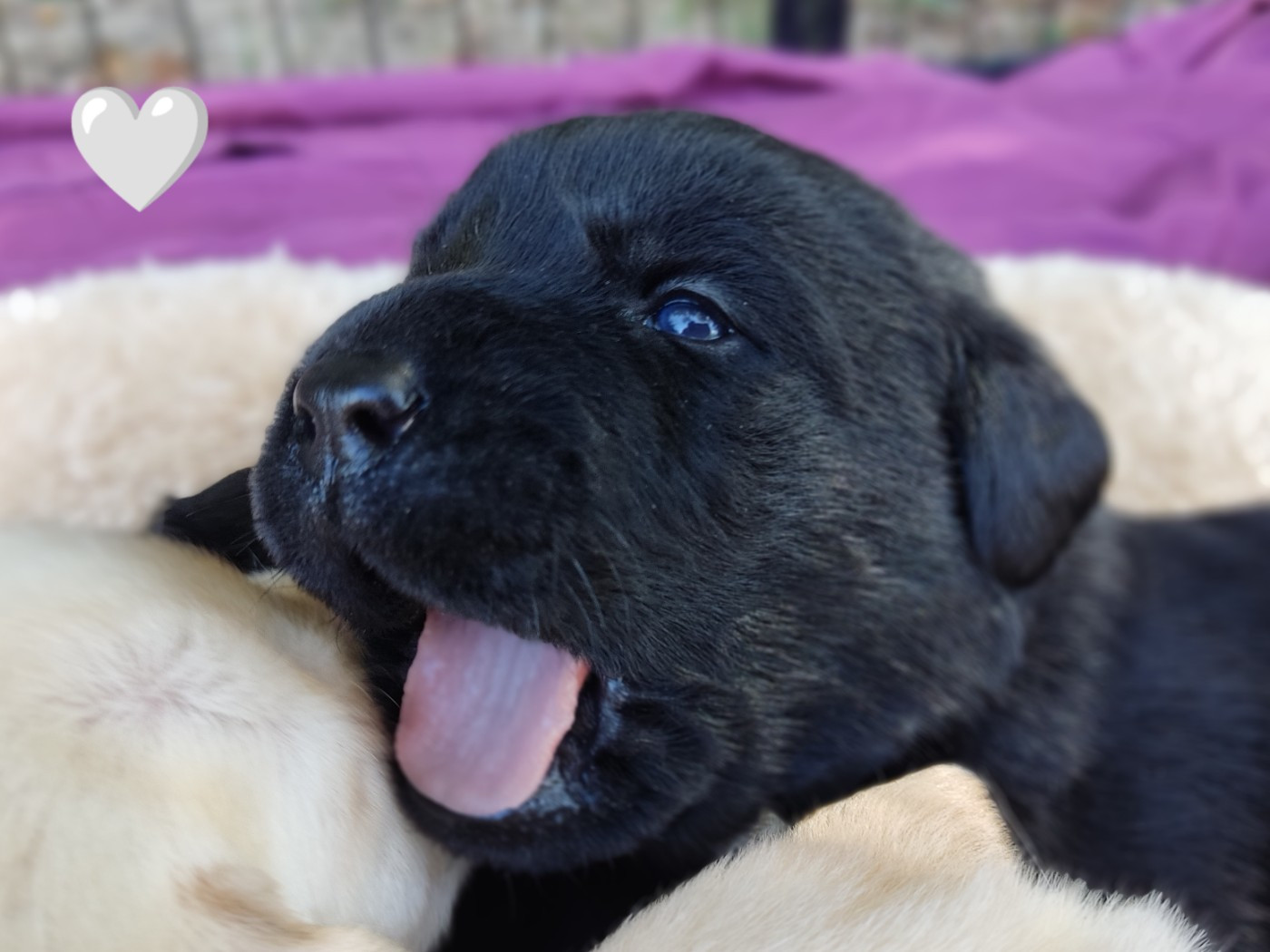 des Terres de la Chatelaine - Chiots disponibles - Labrador Retriever