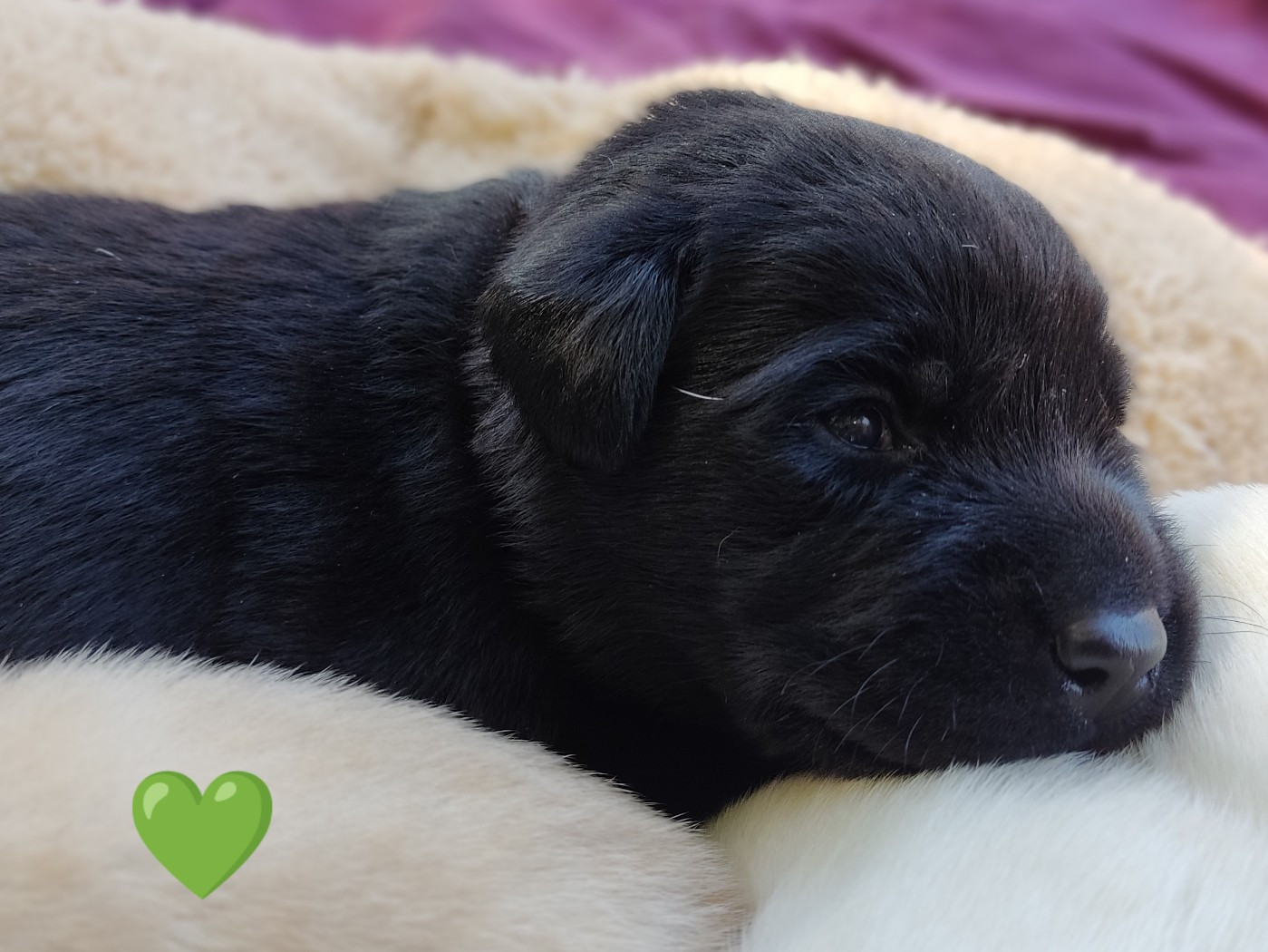 des Terres de la Chatelaine - Chiots disponibles - Labrador Retriever