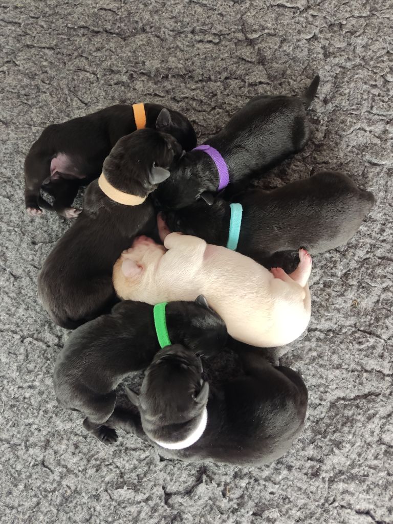 Chiot Labrador Retriever des Terres de la Chatelaine