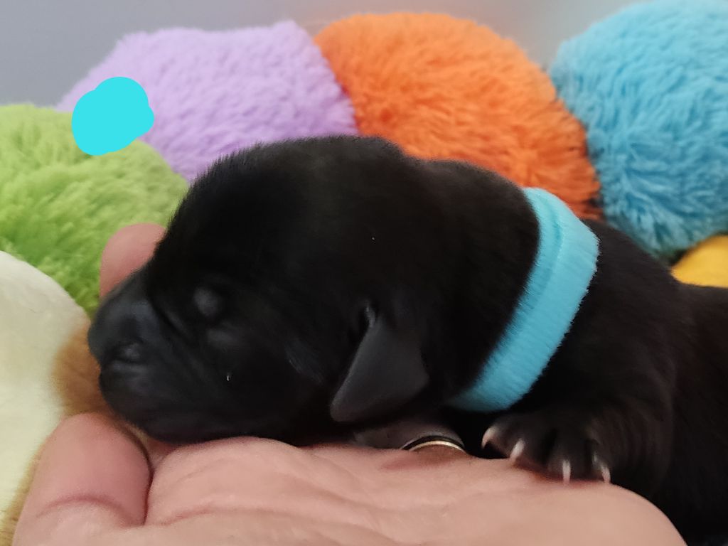 des Terres de la Chatelaine - Chiots disponibles - Labrador Retriever