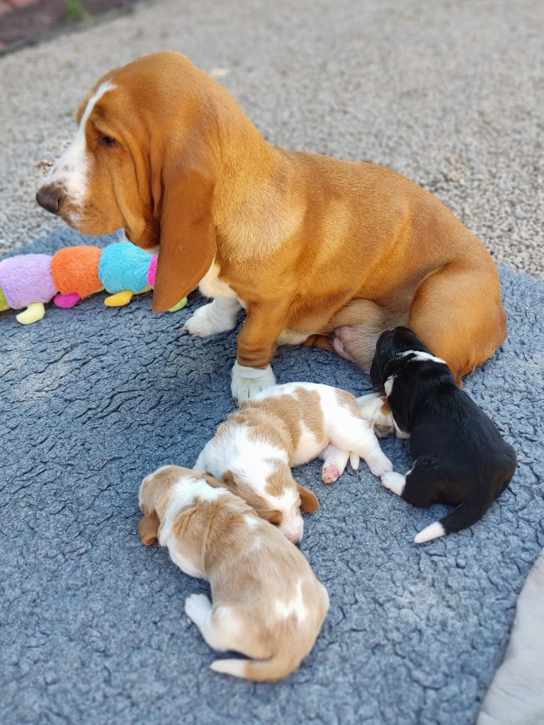 Chiot Basset Hound des Terres de la Chatelaine