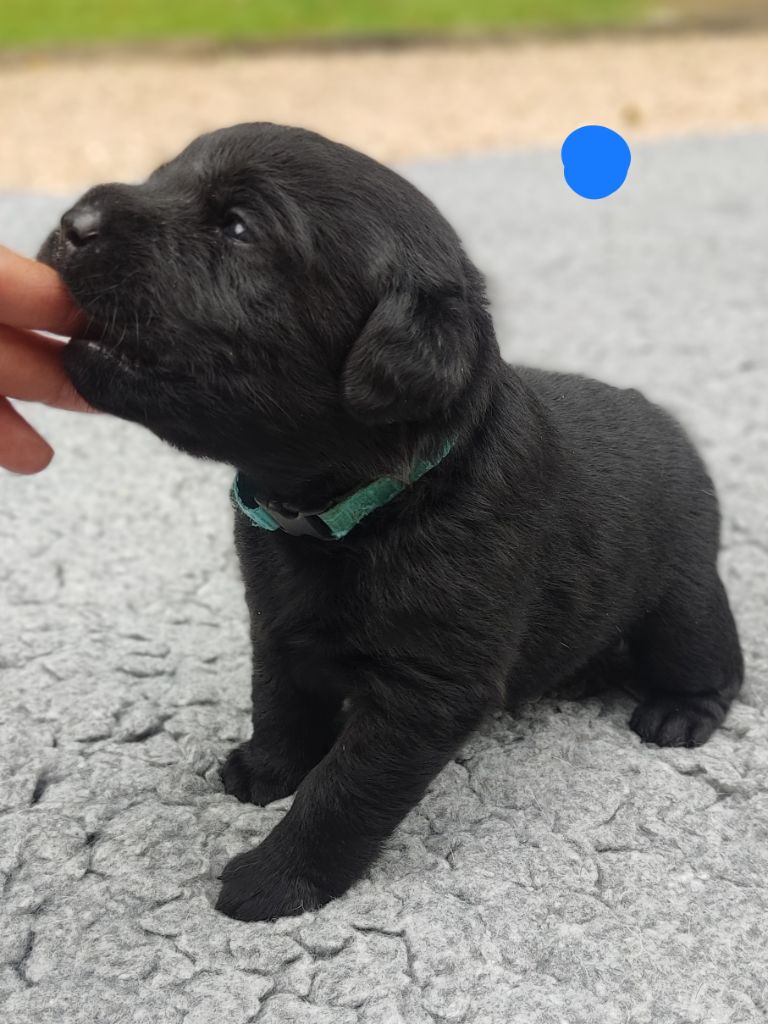 des Terres de la Chatelaine - Chiots disponibles - Labrador Retriever