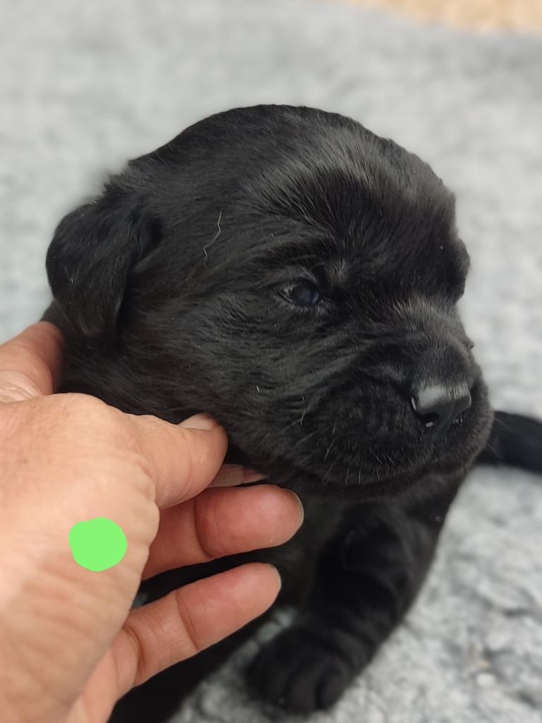des Terres de la Chatelaine - Chiots disponibles - Labrador Retriever