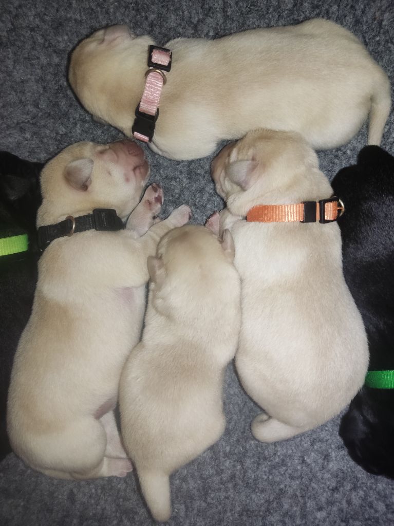 des Terres de la Chatelaine - Chiots disponibles - Labrador Retriever