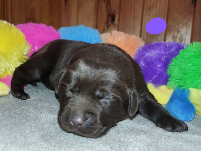 A' PAULA THE FIRST QUENN OF ADVENTURE