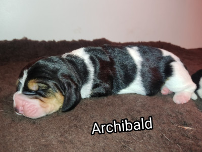 Archibald