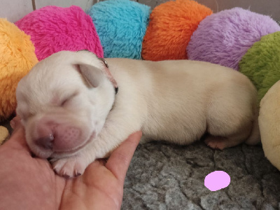Arya