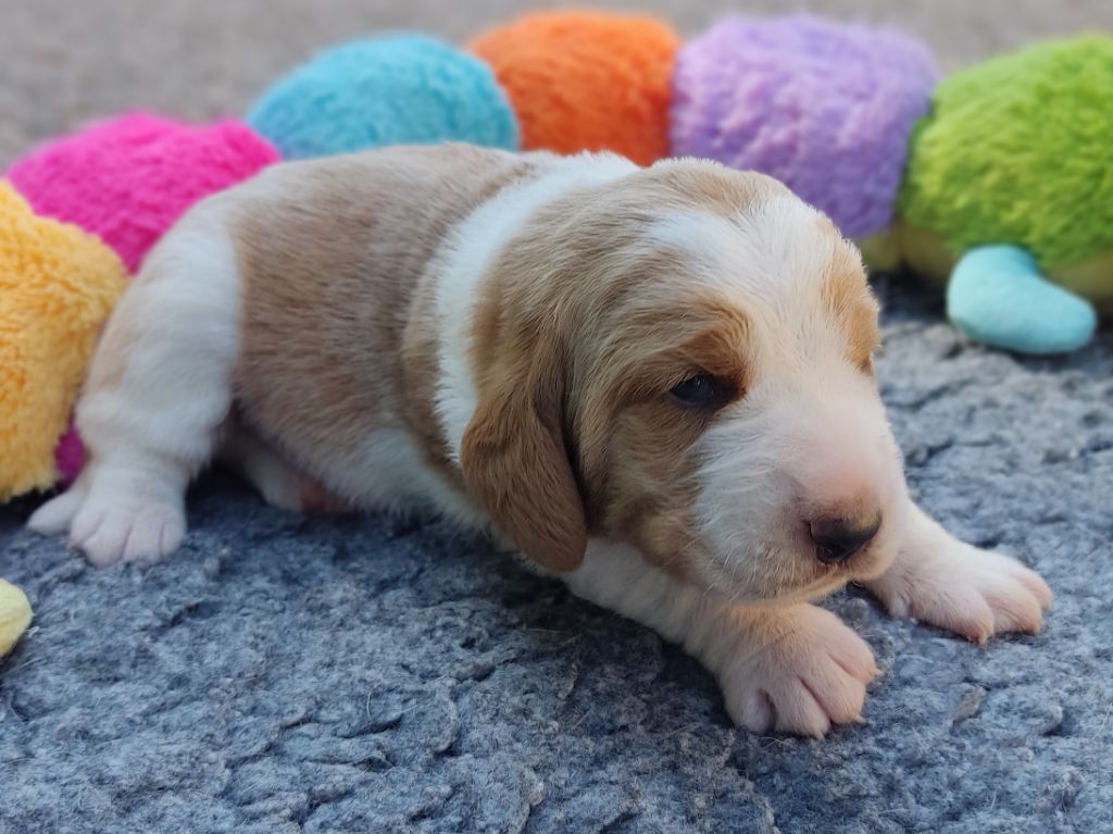 des Terres de la Chatelaine - Chiots disponibles - Basset Hound