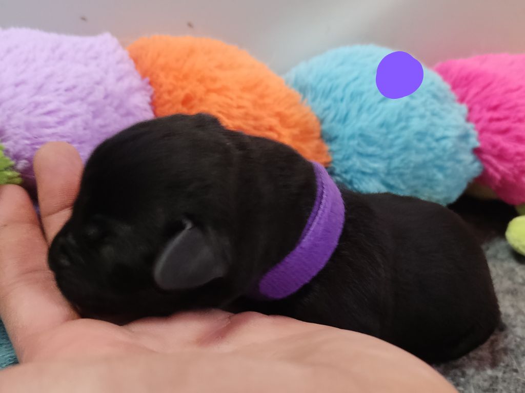 des Terres de la Chatelaine - Chiots disponibles - Labrador Retriever