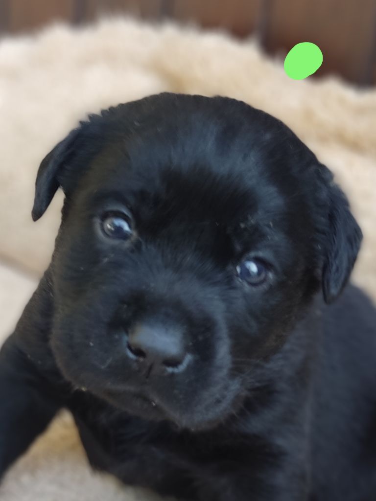 des Terres de la Chatelaine - Chiots disponibles - Labrador Retriever
