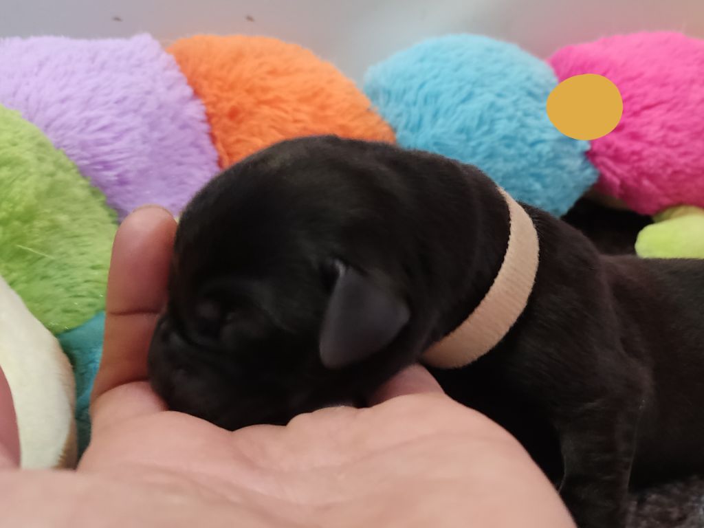 des Terres de la Chatelaine - Chiots disponibles - Labrador Retriever