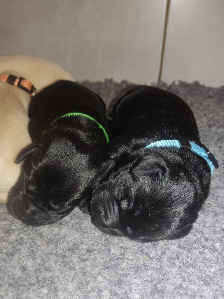des Terres de la Chatelaine - Chiots disponibles - Labrador Retriever