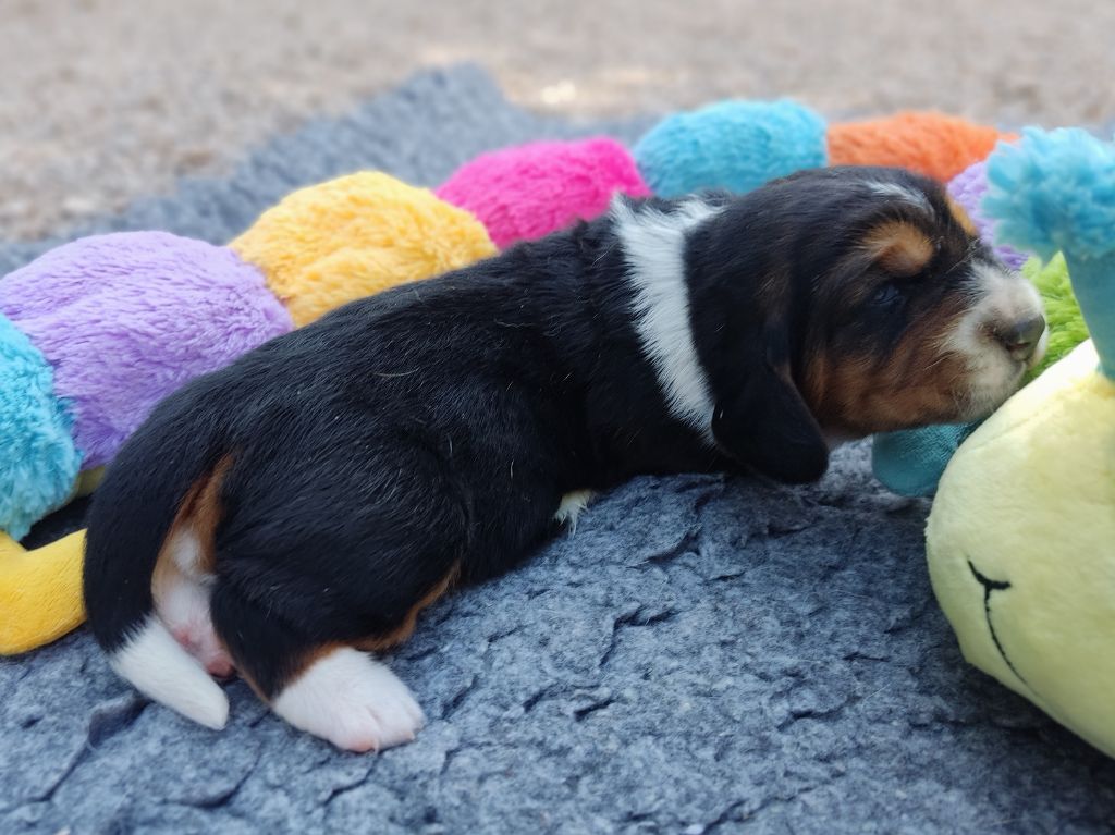 des Terres de la Chatelaine - Chiots disponibles - Basset Hound